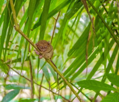 Bohol Countryside Day Tour w Lunch at Loboc River From Cebu - Chocolate Hills Natural Monument: 1,268 Hills, One Big Wow