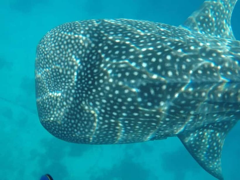 Cebu: 2-Day Private Tour Moalboal and Oslob - Moalboal snorkeling: sardines, turtles, and how the instructor helps
