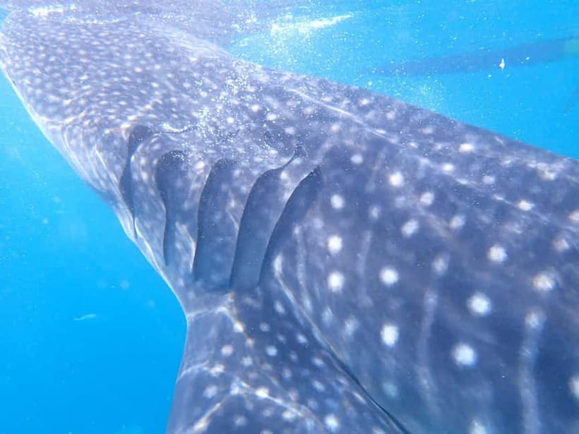 Cebu: 2-Day Private Tour Moalboal and Oslob - Practical travel tips that make your two days easier
