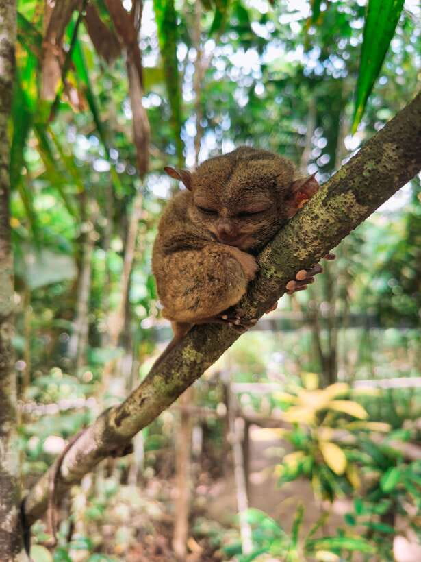 Cebu City: Bohol Countryside Tour with Loboc Cruise Lunch - Guides, Drivers, and the Pace of a Small Group