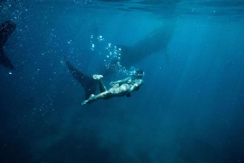 Cebu City: Whale Shark Swimming & Kawasan Falls Canyoneering - Whale-shark snorkeling in Oslob: what you’ll actually do