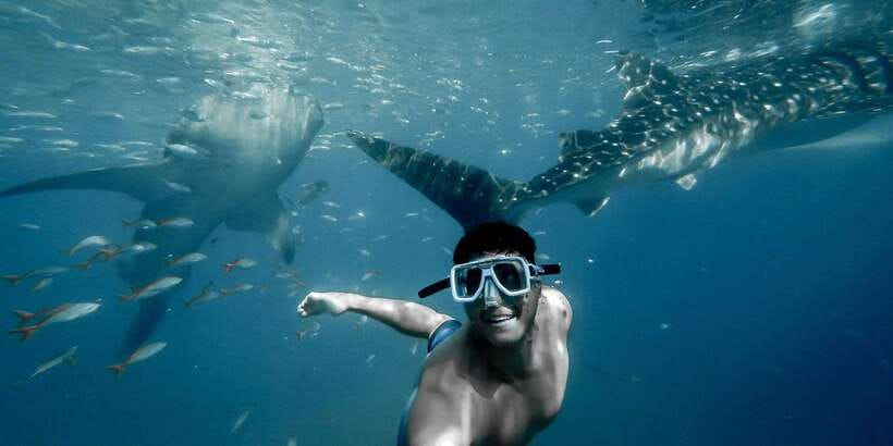 Cebu City: Whale Shark Swimming & Kawasan Falls Canyoneering - Waiting tips that make Oslob easier