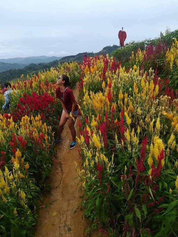 Cebu Highlands: Half-Day Escape with Optional Lunch - Taoist Temple: dragon carvings and a quieter ending