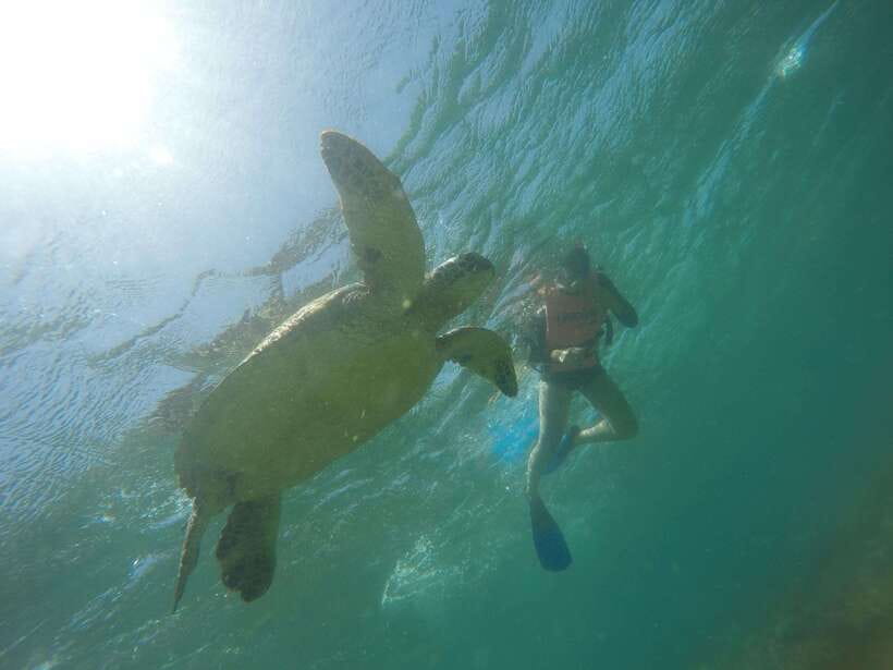 Cebu: Kawasan Canyoneering & Sardines Run and Turtle Chase - Moalboal Sardines Run and Turtle Chase: the water turns silver