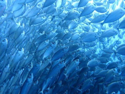 Cebu: Kawasan Canyoning, Moalboal Snorkeling, & Turtles Tour - Moalboal snorkeling: turtles, sardines, and why the entry method matters