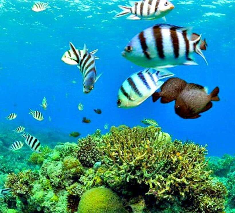 Cebu: Mactan Island Hopping Boat Tour with Lunch - Gilutungan Island Marine Sanctuary: fish, coral, and local fishing know-how