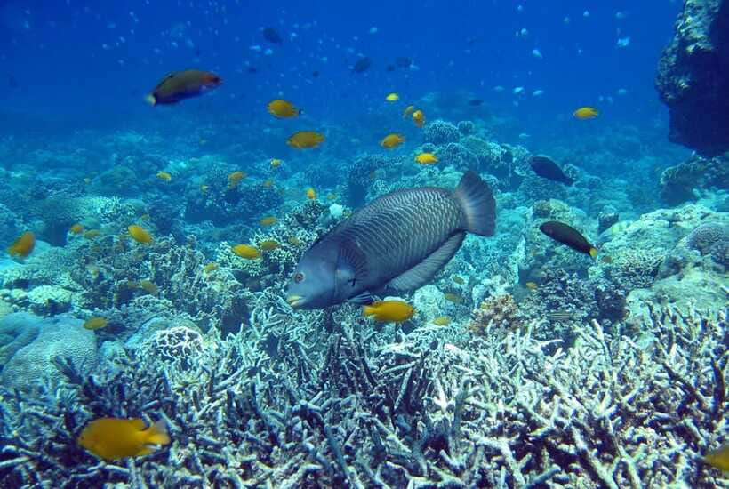 Cebu Mactan Island Hopping + Picnic Lunch (Private Tour) - Stop 3: Olanggo Island and the picnic-lunch rhythm