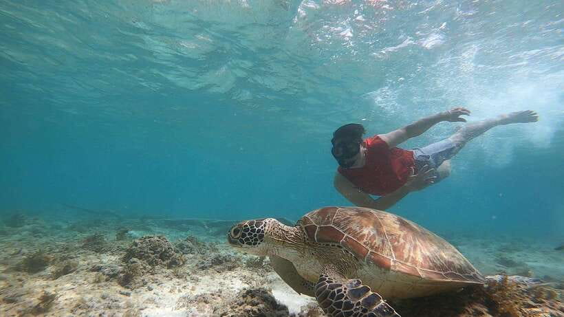 Cebu: Moalboal Island Hopping and Mantayupan Falls Day Trip - Private Tour Logistics: Pickup, Drop-Off, and Real-World Timing