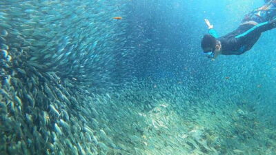 Cebu: Moalboal Island Hopping & Kawasan Falls Adventure - Getting there from Cebu: pickup zones and how the day actually works