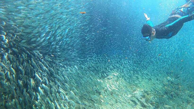 Cebu: Moalboal Island Hopping & Kawasan Falls Adventure - Getting there from Cebu: pickup zones and how the day actually works