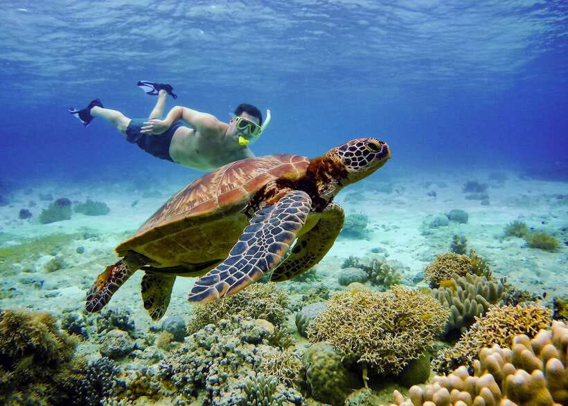 Cebu: Moalboal Sardines and Turtles Snorkeling Tour - The Protected-Coral Reality Check: Visibility and Marine Life Depend on the Day