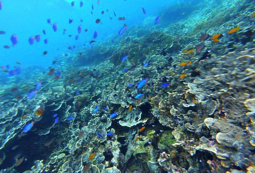 Cebu: Moalboal Sardines Run Snorkel & Kawasan Canyoneering - Pickup, transfers, and why the route matters in a “one-day” plan