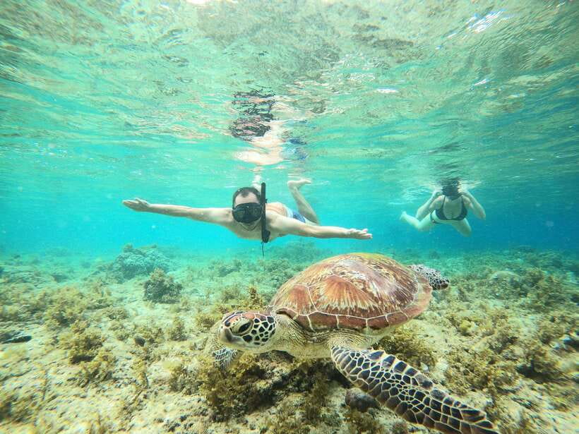 Cebu: Moalboal Sardines Run Snorkel & Kawasan Canyoneering - Sea turtle spotting: chance-based, but taken seriously