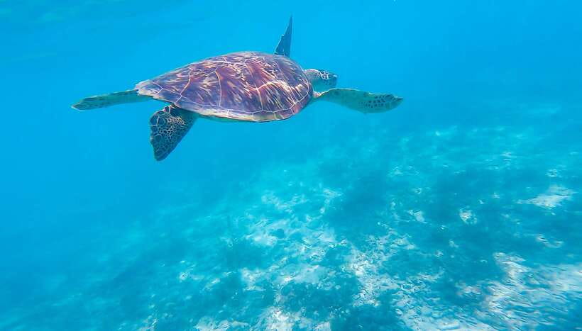 Cebu: Moalboal Sardines & Turtle Snorkeling and Canyoneering - Moalboal’s sardine run at Panagsama Beach: what you’ll actually see