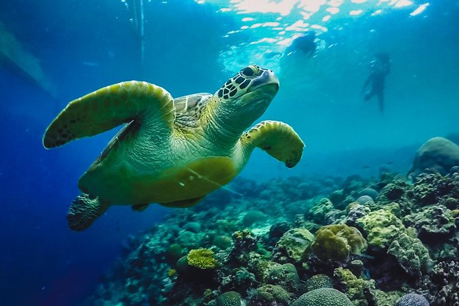 Cebu: Moalboal Sardines, Turtle Snorkeling & Kawasan Canyoneering - Key Things to Know Before You Go
