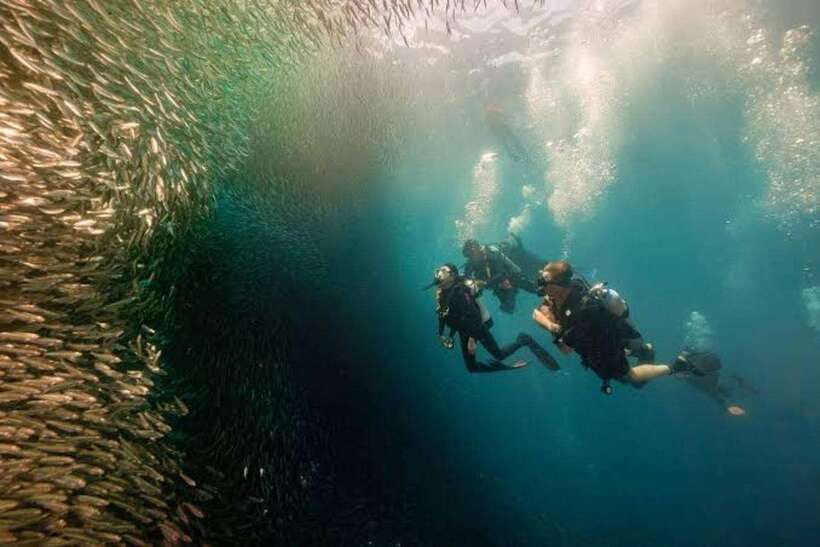 Cebu: Moalboal Scuba Diving, Sardines Run & Pescador Snorkel - Moalboal sardines run: what you’re really paying for