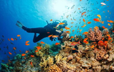 Cebu: Moalboal Scuba Diving with Sardines and Turtle Snorkel - Your scuba session: what’s included and what to expect