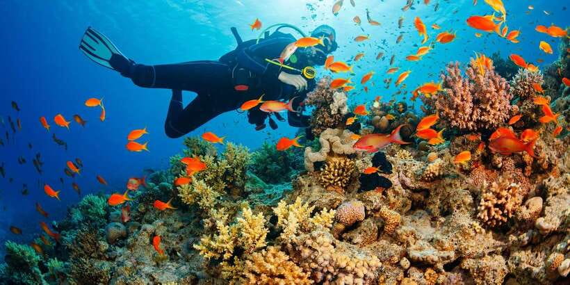 Cebu: Moalboal Scuba Diving with Sardines and Turtle Snorkel - Wildlife and responsibility: how to play nice with turtles and sardines