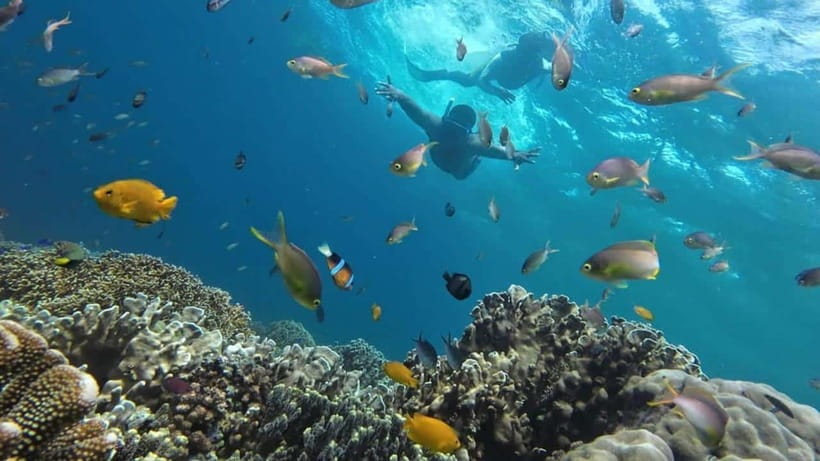 Cebu: Moalboal Snorkeling and Kawasan Falls Canyoneering - Safety check: who should reconsider this tour