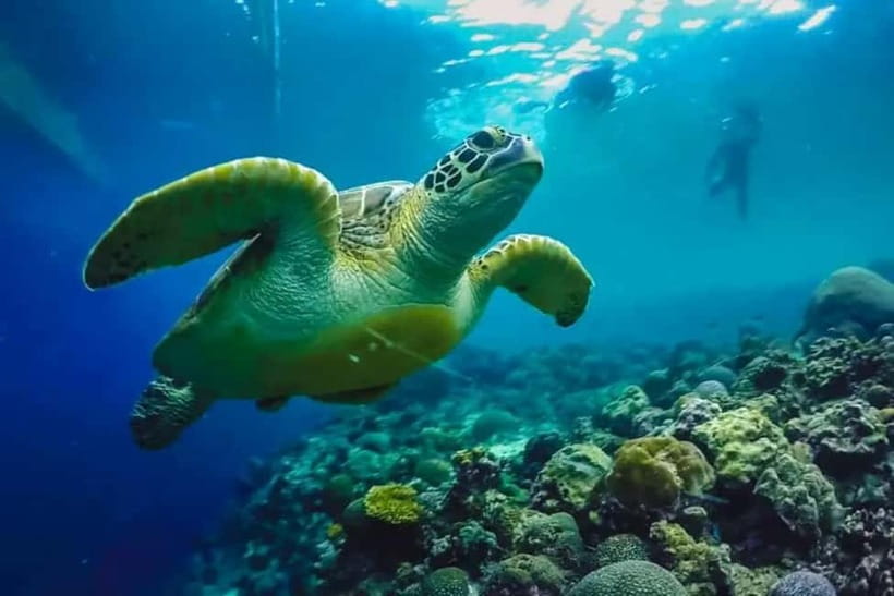Cebu: Moalboal Snorkeling, Mantayupan Falls & ATV Adventure - From Panagsama Beach to Barili in one long Cebu day