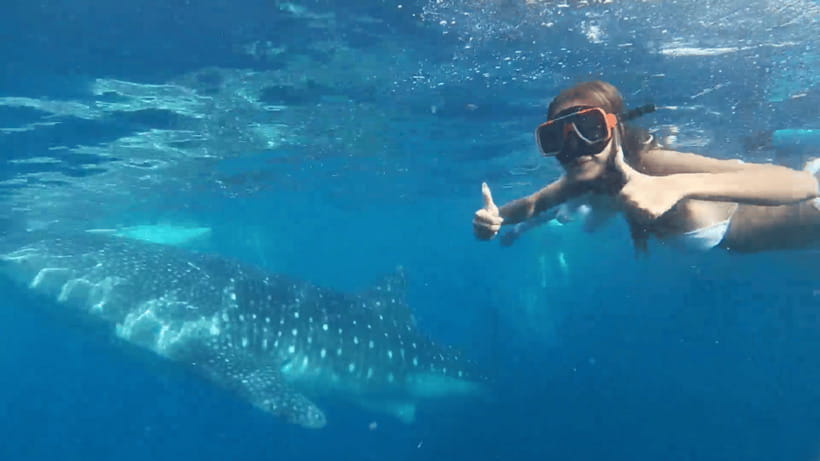 Cebu: Oslob Whale Shark and Moalboal Snorkeling Tour - Key things I’d actually pay attention to