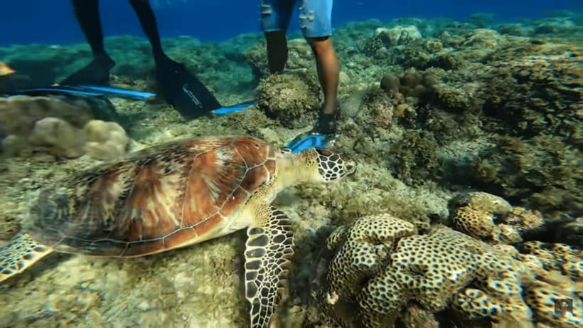 Cebu: Oslob Whale Shark and Moalboal Snorkeling Tour - The day flow: pickup options, timing, and how to stay sane