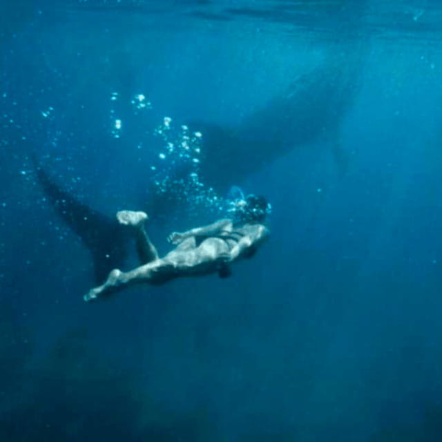 Cebu: Oslob Whale Shark, Sumilon, Ruins, Simala Church - Oslob Whale Sharks: the main event and how to prep