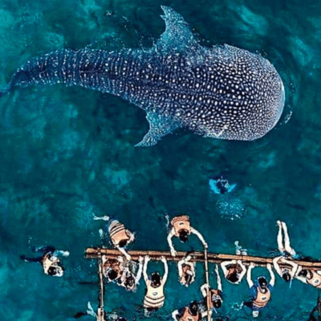Cebu: Oslob Whale Shark, Sumilon, Ruins, Simala Church - Cuartel Ruins (Museo Oslob) and Boljoon Church: history without the headache