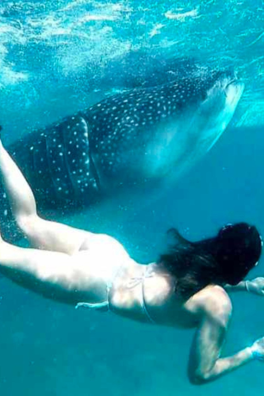 Cebu: Oslob Whale Shark, Sumilon, Ruins, Simala Church - Price and logistics: is $117 good value?