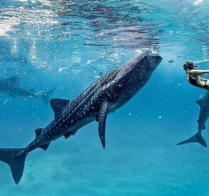 Cebu: Oslob Whale Shark Swim and Sumilon Island Day Tour - Tumalog Falls and the Short Ride That Saves Time