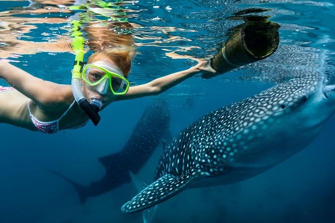 Cebu: Oslob Whale Shark Swimming and Kawasan Falls Canyoneering - When the Water Time Starts: Crowds, Numbers, and Staying Flexible