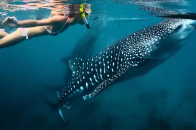 Cebu: Oslob Whale Shark Swimming and Kawasan Falls Canyoneering - Stop 1: Oslob Whale Shark Swimming (30 Minutes, Big Atmosphere)