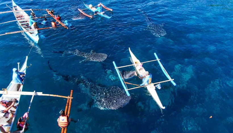 Cebu: Oslob Whale Shark Swimming and Tumalog Falls Tour - Key Things That Matter on the Oslob + Tumalog Tour
