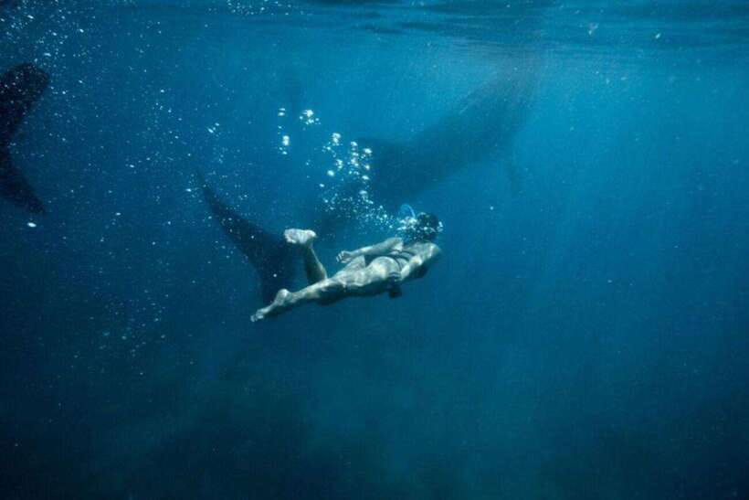 Cebu: Oslob Whale Shark Swimming and Tumalog Falls Tour - Whale Sharks in Oslob: The Morning Swim That Feels Like a Big Deal