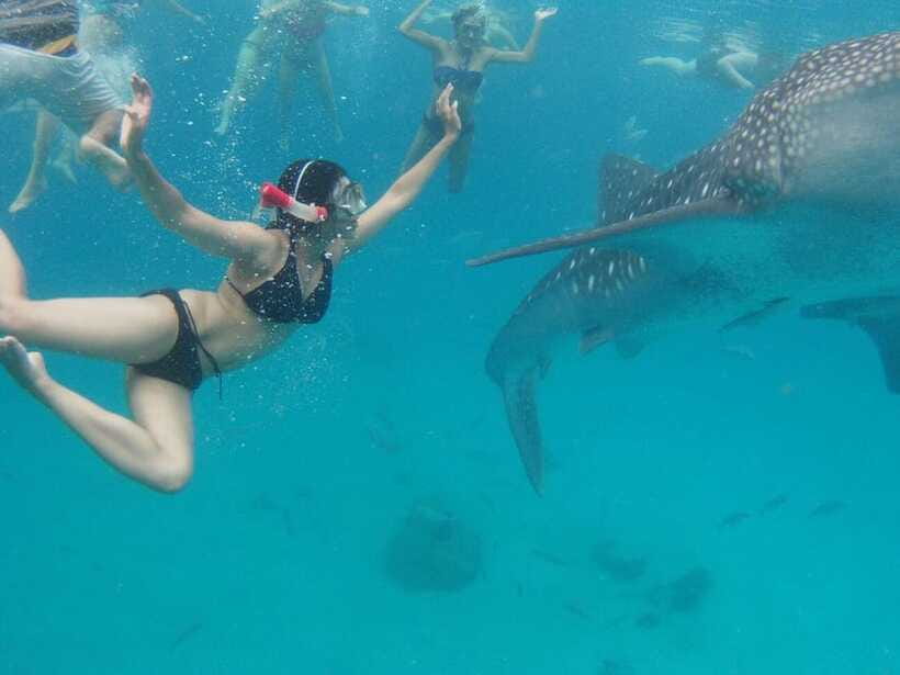 Cebu: Oslob Whale Shark Swimming and Tumalog Falls Tour - Group Flow and Guide Support: What to Watch For