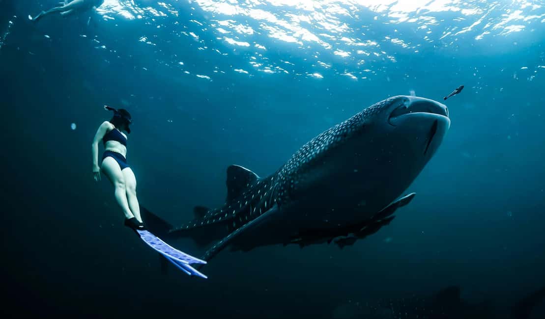 Cebu Oslob Whale Shark Swimming & Kawasan Falls Canyoneering - Key highlights worth planning for
