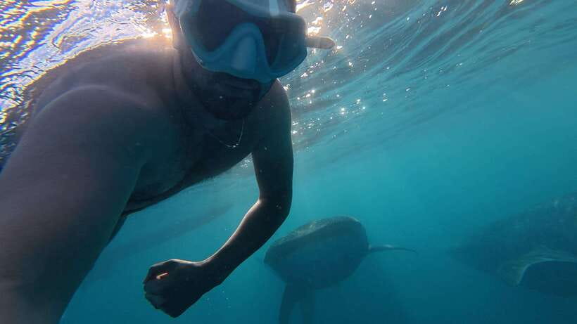 Cebu Oslob Whale Shark Swimming & Kawasan Falls Canyoneering - One Day in Cebu: Whale Sharks to Kawasan Canyons