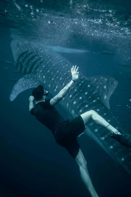 Cebu Oslob Whale Shark Swimming & Kawasan Falls Canyoneering - Oslob Whale Shark Watching: the briefing-first part of the day