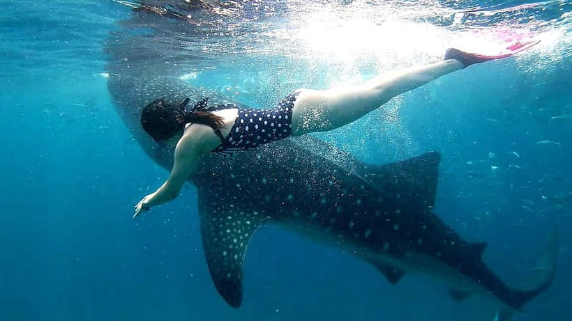Cebu Oslob: Whale Shark Watching Experience - The Safety Briefing and Rules You Actually Follow