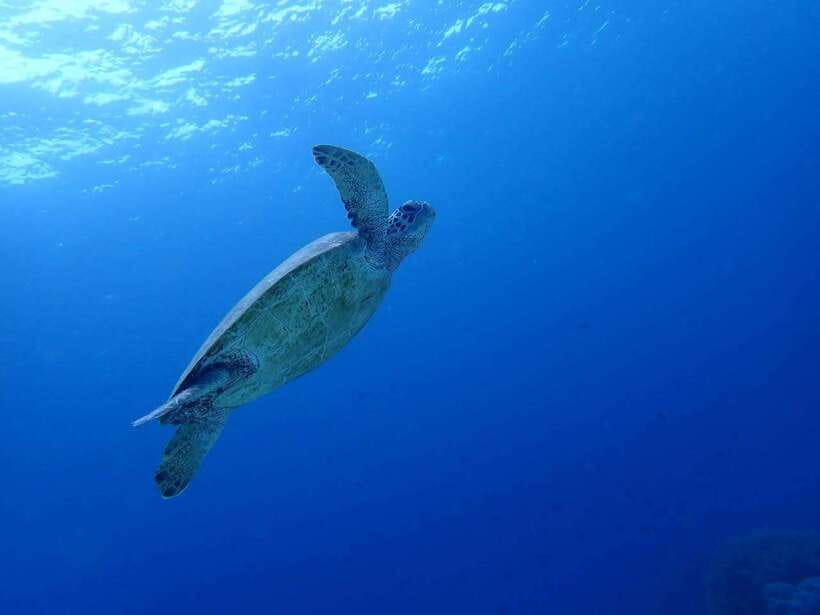 Cebu: Oslob Whale Sharks, Moalboal Sardine Run & Turtles - FAQ