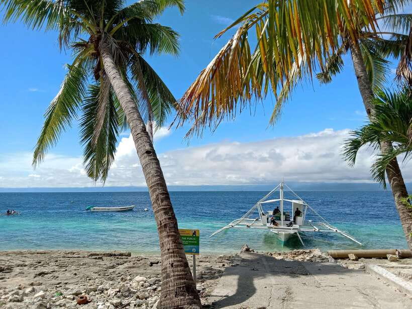 Cebu: Oslob Whale Sharks, Moalboal Sardine Run & Turtles - What You Get Included: The Stuff That Actually Matters