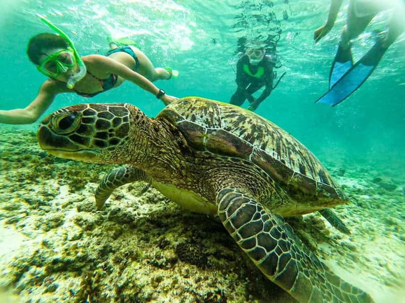Cebu: Oslob Whale Sharks, Moalboal Sardine Run & Turtles - Should You Book This Cebu Oslob and Moalboal Whale Shark + Turtle + Sardine Day Trip?