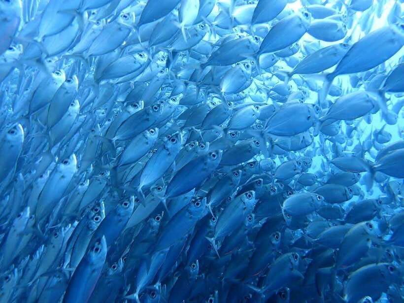 Cebu: Oslob Whale Sharks, Moalboal Sardine Run & Turtles - Moalboal Sardine Run + Sea Turtles: The Beach Snorkeling Advantage