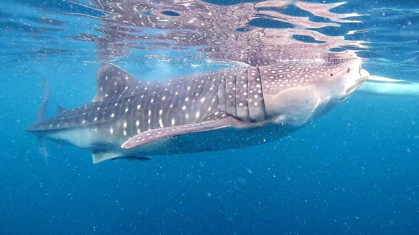 Cebu: Oslob Whale Sharks, Tumalog Falls & Sardine Snorkeling - Quick highlights that make this tour work