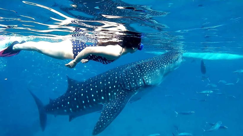 Cebu: Oslob Whale Sharks, Tumalog Falls & Sardine Snorkeling - Price and value: why $106 can feel fair for a full-day triple package