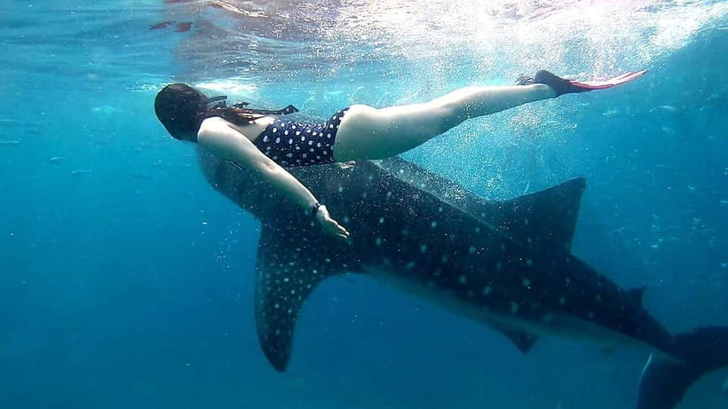Cebu: Oslob Whale Sharks, Tumalog Falls & Sardine Snorkeling - Who this tour fits best (and who should skip it)