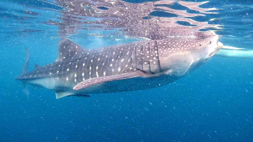 Cebu: Oslob Whale Sharks, Tumalog Falls & Sardine Snorkeling - Oslob whale sharks: what to expect when the giants show up