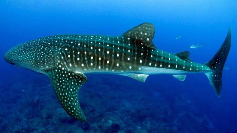 Cebu: Oslob Whaleshark Experience & Canyoneering Adventure - Oslob: Whale Watching Plus Snorkel Gear for the Encounter