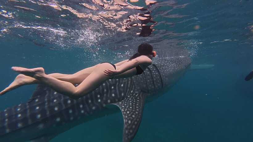 Cebu Oslob Whaleshark, Moalboal Sardines Run&Inambakan Falls - Oslob whale shark watching: what the 1-hour slot is really about