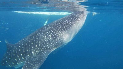 Cebu: Oslob Whaleshark & Sardines Run Snorkeling Day Tour - Oslob whale sharks at sunrise: clear water, close encounters, and the ethical question